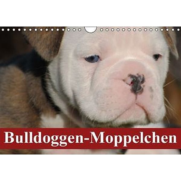 Bulldoggen-Moppelchen (Wandkalender 2015 DIN A4 quer), Elisabeth Stanzer