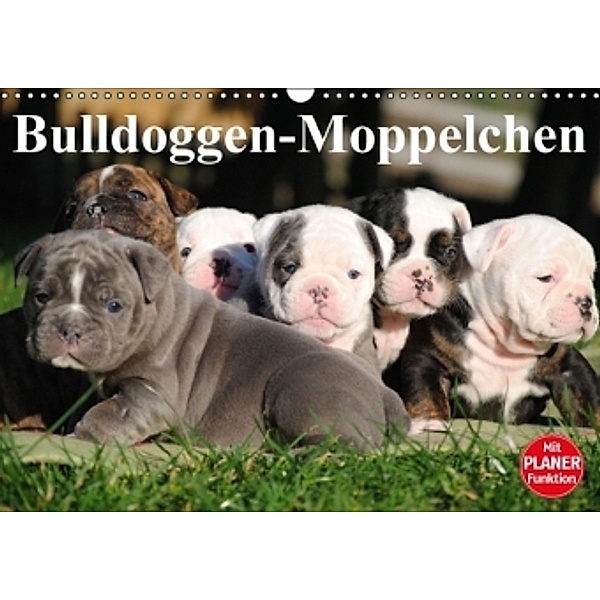 Bulldoggen-Moppelchen (Wandkalender 2016 DIN A3 quer), Elisabeth Stanzer