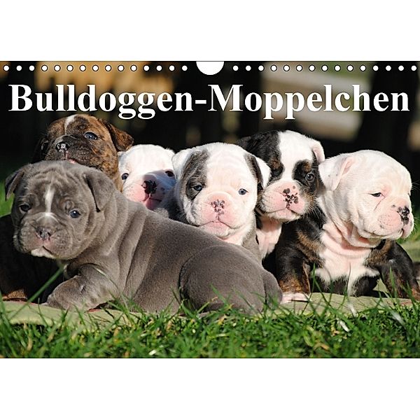 Bulldoggen-Moppelchen (Wandkalender 2018 DIN A4 quer) Dieser erfolgreiche Kalender wurde dieses Jahr mit gleichen Bilder, Elisabeth Stanzer