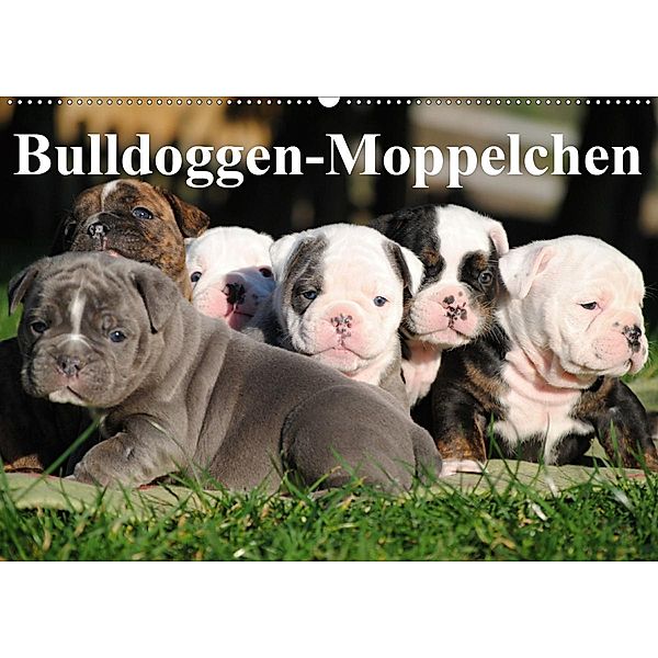 Bulldoggen-Moppelchen (Wandkalender 2020 DIN A2 quer), Elisabeth Stanzer