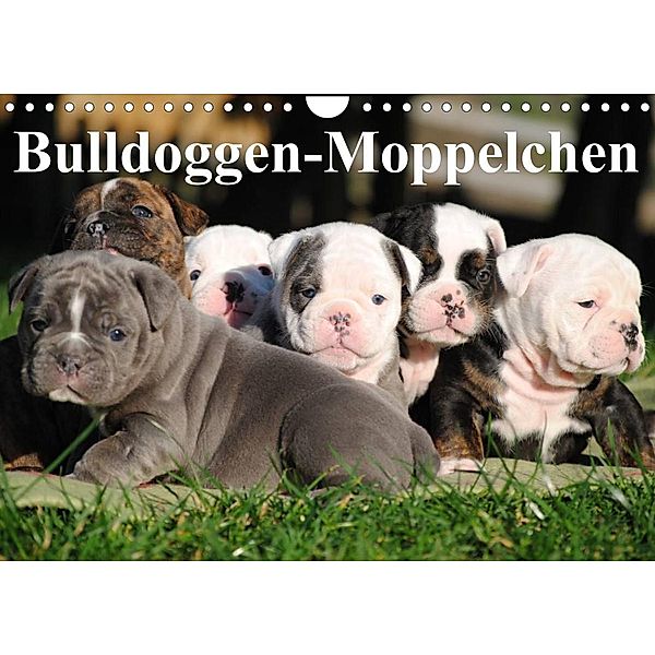 Bulldoggen-Moppelchen (Wandkalender 2023 DIN A4 quer), Elisabeth Stanzer