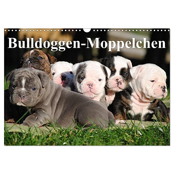 Bulldoggen-Moppelchen (Wandkalender 2024 DIN A3 quer), CALVENDO Monatskalender, Elisabeth Stanzer