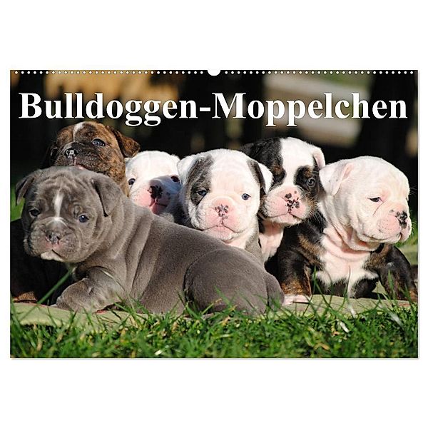 Bulldoggen-Moppelchen (Wandkalender 2025 DIN A2 quer), CALVENDO Monatskalender, Calvendo, Elisabeth Stanzer