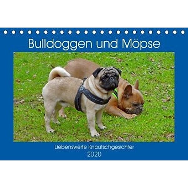 Bulldoggen und Möpse (Tischkalender 2020 DIN A5 quer)