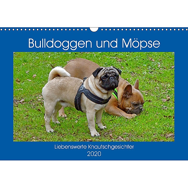 Bulldoggen und Möpse (Wandkalender 2020 DIN A3 quer)