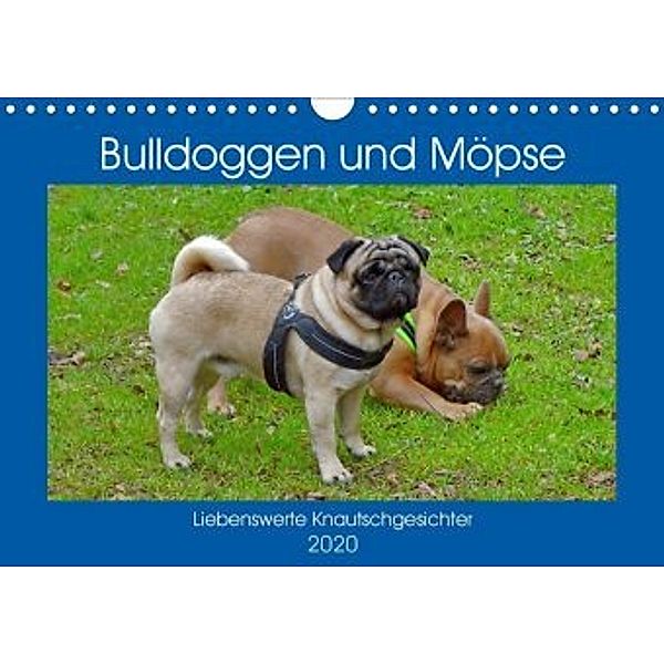 Bulldoggen und Möpse (Wandkalender 2020 DIN A4 quer)