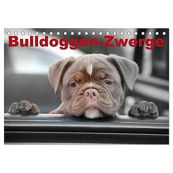 Bulldoggen-Zwerge (Tischkalender 2024 DIN A5 quer), CALVENDO Monatskalender, Elisabeth Stanzer