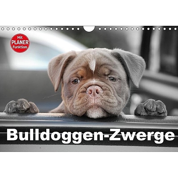 Bulldoggen-Zwerge (Wandkalender 2017 DIN A4 quer), Elisabeth Stanzer