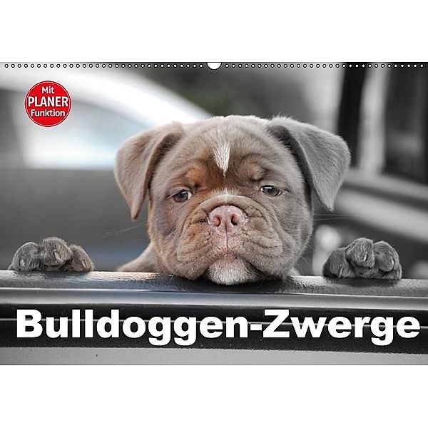 Bulldoggen-Zwerge (Wandkalender 2018 DIN A2 quer), Elisabeth Stanzer