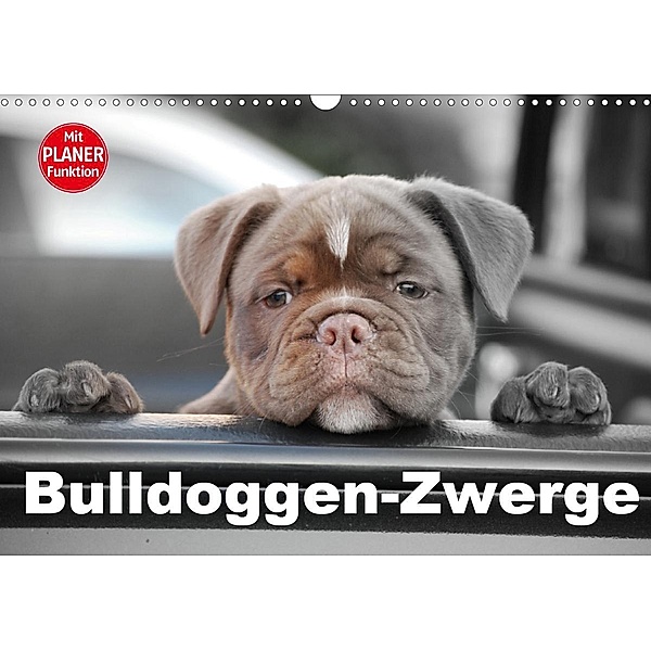 Bulldoggen-Zwerge (Wandkalender 2020 DIN A3 quer), Elisabeth Stanzer