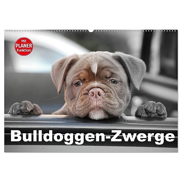 Bulldoggen-Zwerge (Wandkalender 2024 DIN A2 quer), CALVENDO Monatskalender, Elisabeth Stanzer