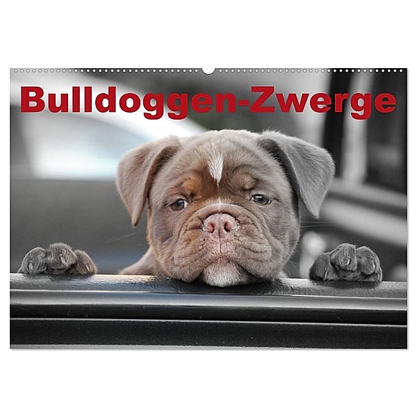 Bulldoggen-Zwerge (Wandkalender 2024 DIN A2 quer), CALVENDO Monatskalender, Elisabeth Stanzer