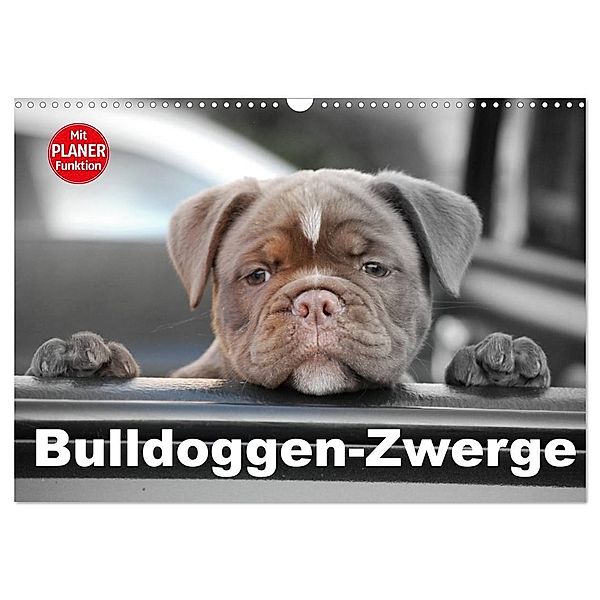 Bulldoggen-Zwerge (Wandkalender 2024 DIN A3 quer), CALVENDO Monatskalender, Elisabeth Stanzer