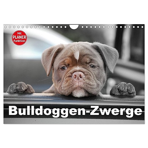 Bulldoggen-Zwerge (Wandkalender 2024 DIN A4 quer), CALVENDO Monatskalender, Elisabeth Stanzer