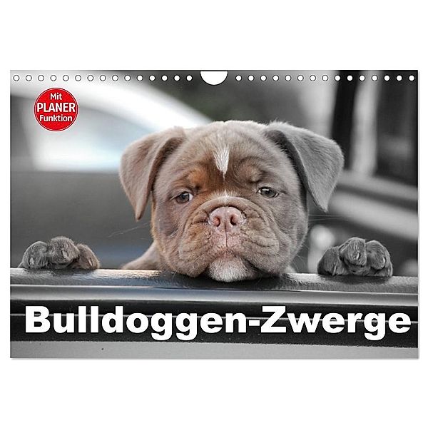 Bulldoggen-Zwerge (Wandkalender 2025 DIN A4 quer), CALVENDO Monatskalender, Calvendo, Elisabeth Stanzer