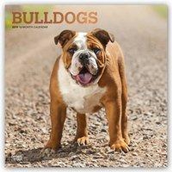 Bulldogs - Bulldoggen 2019 - 18-Monatskalender mit freier Do
