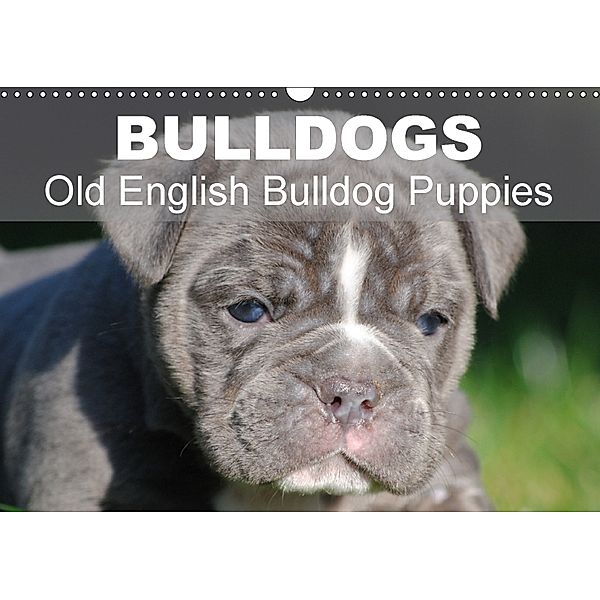 Bulldogs - Old English Bulldog Puppies (Wall Calendar 2018 DIN A3 Landscape), Elisabeth Stanzer