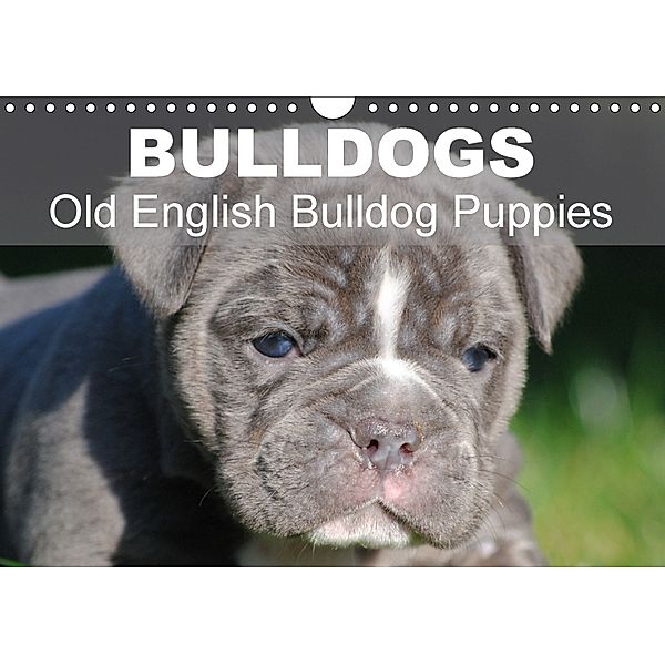 Bulldogs - Old English Bulldog Puppies (Wall Calendar 2018 DIN A4 Landscape), Elisabeth Stanzer