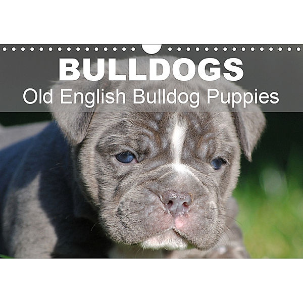 Bulldogs - Old English Bulldog Puppies (Wall Calendar 2019 DIN A4 Landscape), Elisabeth Stanzer