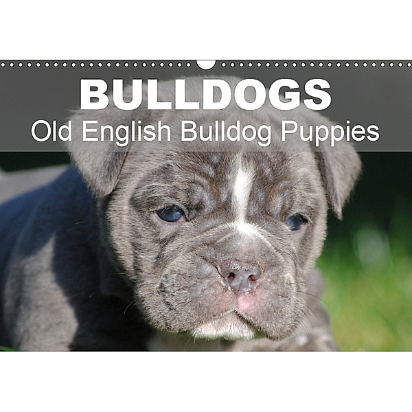 Bulldogs - Old English Bulldog Puppies (Wall Calendar 2019 DIN A3 Landscape), Elisabeth Stanzer