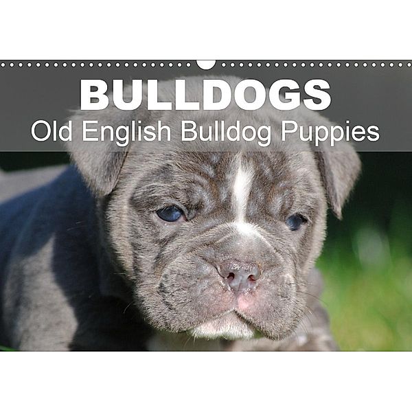 Bulldogs - Old English Bulldog Puppies (Wall Calendar 2021 DIN A3 Landscape), Elisabeth Stanzer