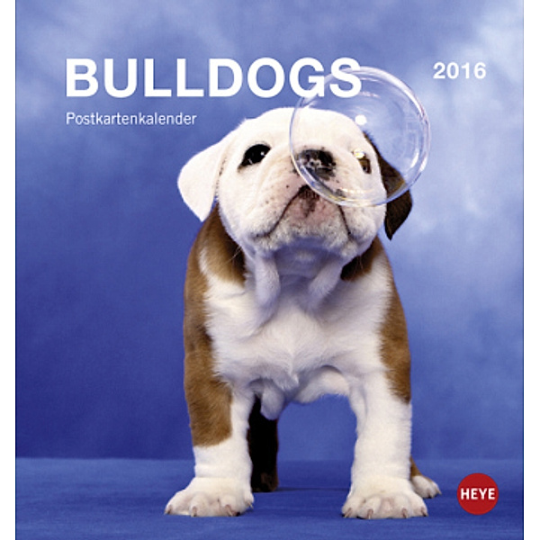 Bulldogs Postkartenkalender 2016