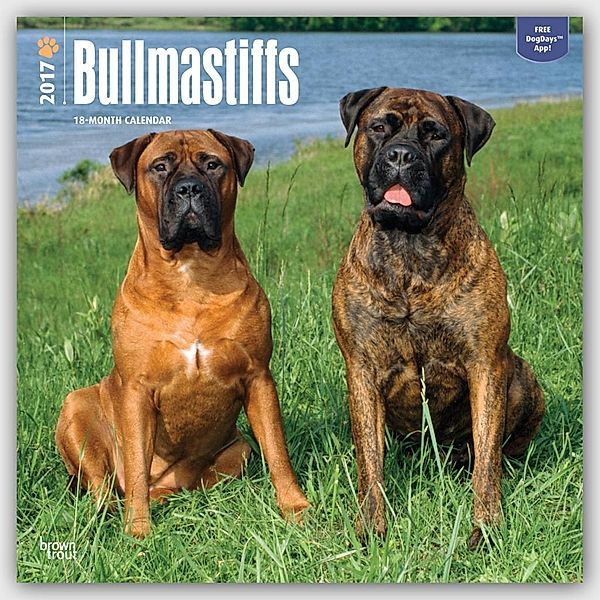Bullmastiffs 2017 - 18-Monatskal