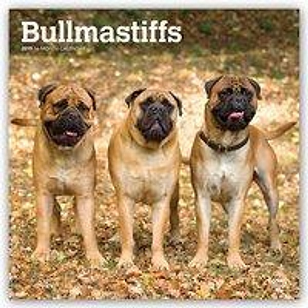 Bullmastiffs 2019 - 18-Monatskalender mit freier DogDays-App
