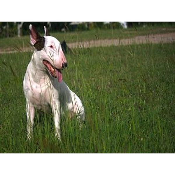 Bullterrier - 1.000 Teile (Puzzle)