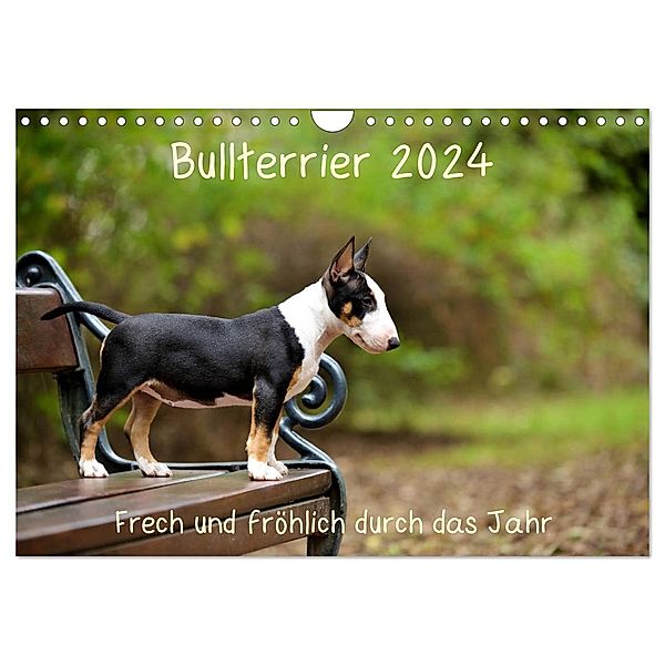 Bullterrier 2024 Frech und fröhlich durch das Jahr (Wandkalender 2024 DIN A4 quer), CALVENDO Monatskalender, Yvonne Janetzek