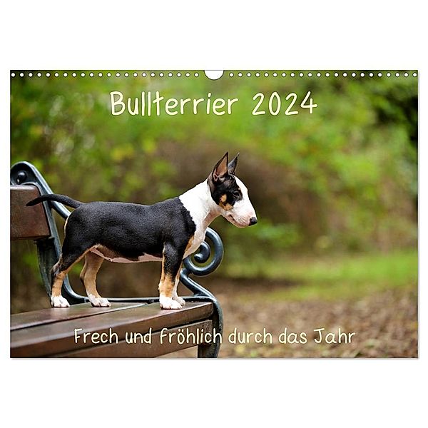 Bullterrier 2024 Frech und fröhlich durch das Jahr (Wandkalender 2024 DIN A3 quer), CALVENDO Monatskalender, Yvonne Janetzek