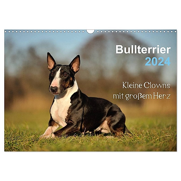 Bullterrier 2024 - Kleine Clowns mit grossem Herz (Wandkalender 2024 DIN A3 quer), CALVENDO Monatskalender, Yvonne Janetzek