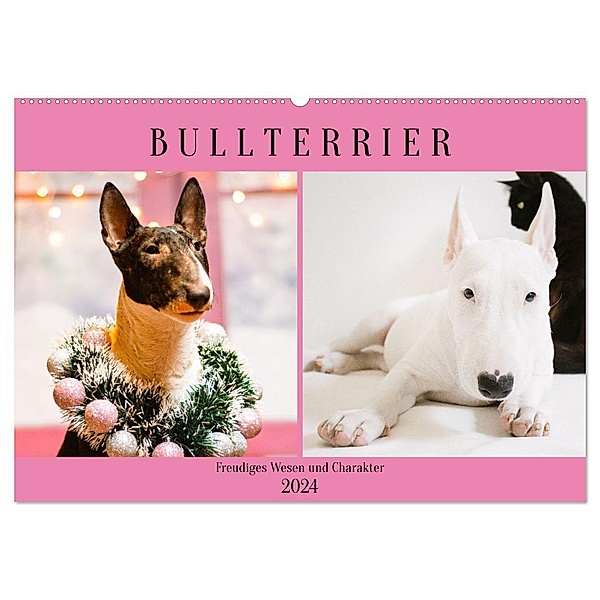 Bullterrier. Freudiges Wesen und Charakter (Wandkalender 2024 DIN A2 quer), CALVENDO Monatskalender, Rose Hurley