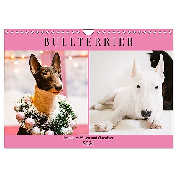 Bullterrier. Freudiges Wesen und Charakter (Wandkalender 2024 DIN A4 quer), CALVENDO Monatskalender, Rose Hurley