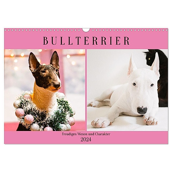 Bullterrier. Freudiges Wesen und Charakter (Wandkalender 2024 DIN A3 quer), CALVENDO Monatskalender, Rose Hurley