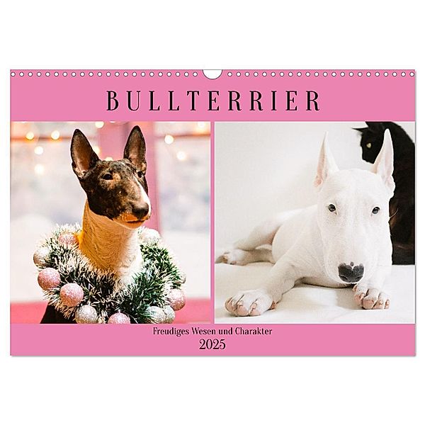 Bullterrier. Freudiges Wesen und Charakter (Wandkalender 2025 DIN A3 quer), CALVENDO Monatskalender, Calvendo, Rose Hurley