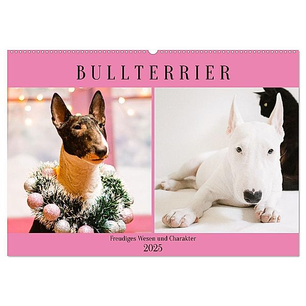 Bullterrier. Freudiges Wesen und Charakter (Wandkalender 2025 DIN A2 quer), CALVENDO Monatskalender, Calvendo, Rose Hurley