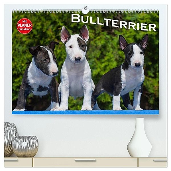 Bullterrier (hochwertiger Premium Wandkalender 2025 DIN A2 quer), Kunstdruck in Hochglanz, Calvendo, Bullterrier