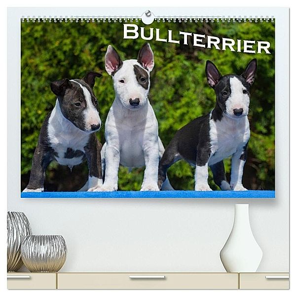 Bullterrier (hochwertiger Premium Wandkalender 2025 DIN A2 quer), Kunstdruck in Hochglanz, Calvendo, Bullterrier