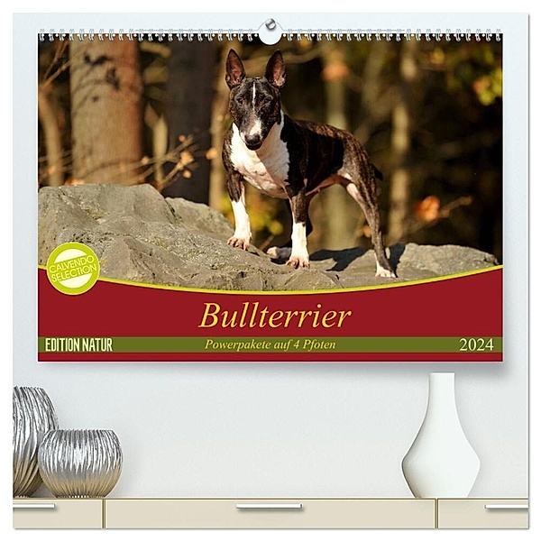 Bullterrier, Powerpakete auf 4 Pfoten (hochwertiger Premium Wandkalender 2024 DIN A2 quer), Kunstdruck in Hochglanz, Yvonne Janetzek