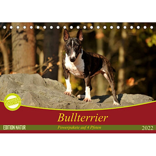 Bullterrier, Powerpakete auf 4 Pfoten (Tischkalender 2022 DIN A5 quer), Yvonne Janetzek