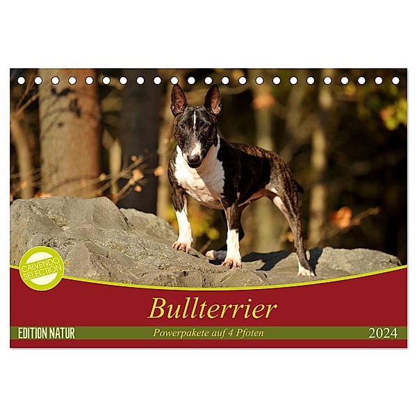 Bullterrier, Powerpakete auf 4 Pfoten (Tischkalender 2024 DIN A5 quer), CALVENDO Monatskalender, Yvonne Janetzek