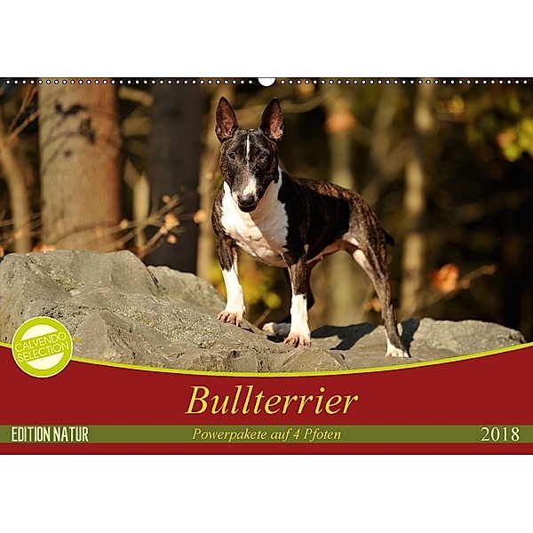 Bullterrier, Powerpakete auf 4 Pfoten (Wandkalender 2018 DIN A2 quer), Yvonne Janetzek
