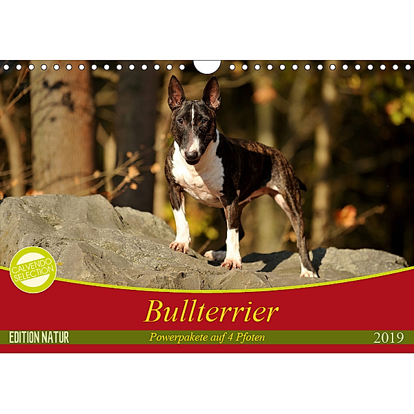 Bullterrier, Powerpakete auf 4 Pfoten (Wandkalender 2019 DIN A4 quer), Yvonne Janetzek