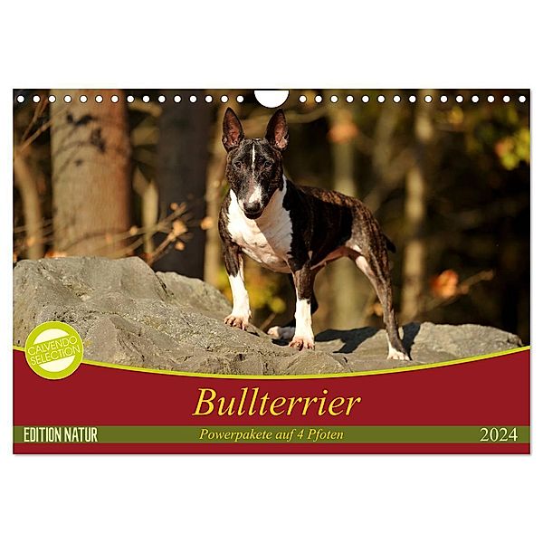 Bullterrier, Powerpakete auf 4 Pfoten (Wandkalender 2024 DIN A4 quer), CALVENDO Monatskalender, Yvonne Janetzek