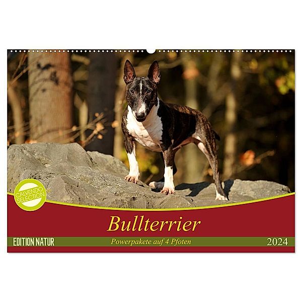 Bullterrier, Powerpakete auf 4 Pfoten (Wandkalender 2024 DIN A2 quer), CALVENDO Monatskalender, Yvonne Janetzek