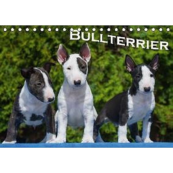 Bullterrier (Tischkalender 2016 DIN A5 quer), Bullterrier