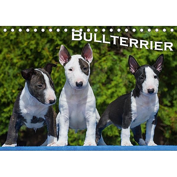 Bullterrier (Tischkalender 2020 DIN A5 quer)