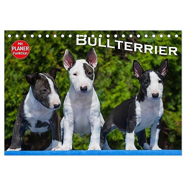 Bullterrier (Tischkalender 2024 DIN A5 quer), CALVENDO Monatskalender, Bullterrier