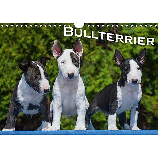 Bullterrier (Wandkalender 2017 DIN A4 quer), Bullterrier, k.A. Bullterrier